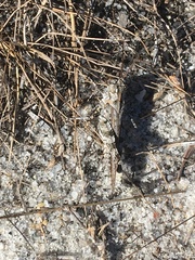 Psinidia fenestralis