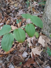 Smilax