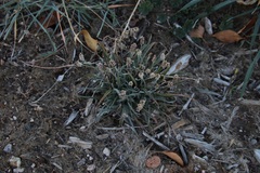 Plantago ovata