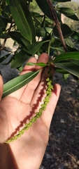 Sapium haematospermum