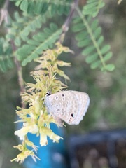 Echinargus isola