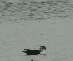 Sarkidiornis sylvicola