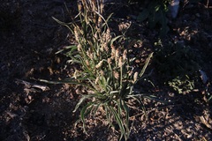 Plantago ovata