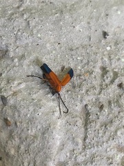 Thonalmus