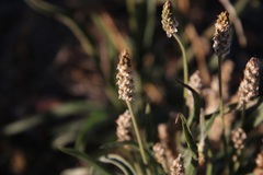 Plantago ovata