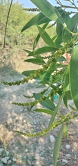 Sapium haematospermum