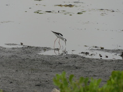 Himantopus mexicanus