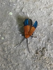 Thonalmus