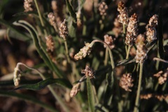 Plantago ovata