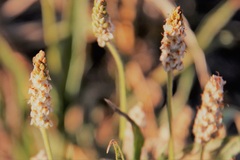 Plantago ovata