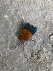 Thonalmus