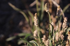 Plantago ovata