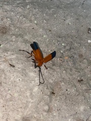Thonalmus
