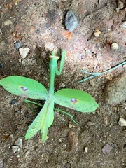 Stagmatoptera
