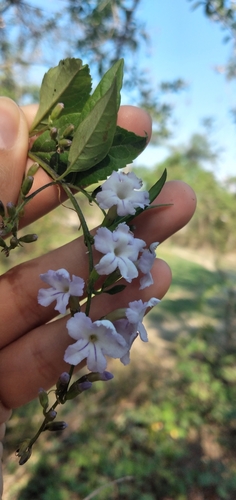 Duranta serratifolia (Duranta serratifolia)