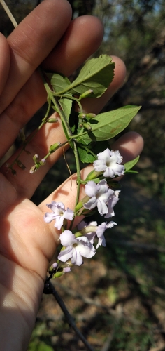 Duranta serratifolia, photograph 4