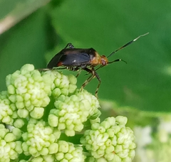 Horciasinus argentinus