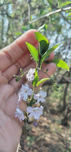 Duranta serratifolia, photograph 5
