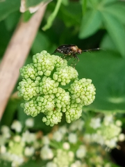 Horciasinus argentinus