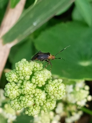 Horciasinus argentinus