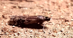 Euzophera semifuneralis