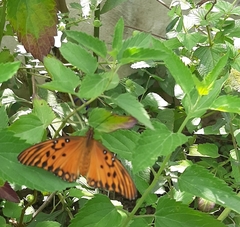 Dione vanillae