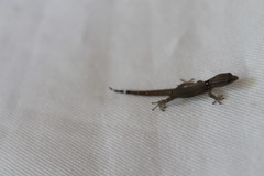 Sphaerodactylus glaucus