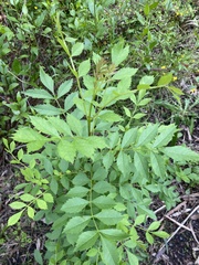 Fraxinus angustifolia