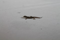 Sphaerodactylus glaucus