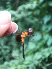 Erythrodiplax fervida