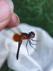 Erythrodiplax fervida