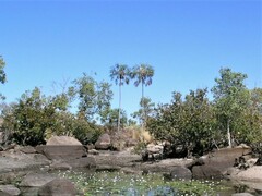 Livistona inermis