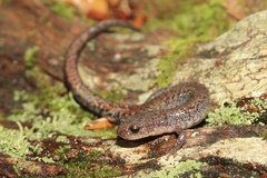 Plethodon sherando