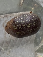 Paropsisterna cernua