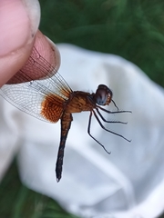 Erythrodiplax fervida