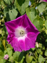 Ipomoea orizabensis