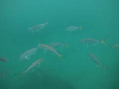 Caranx