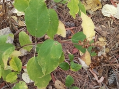 Hydrangea arborescens