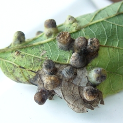 Pachypsylla celtidismamma