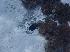 Amblygobius phalaena