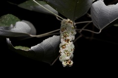Mallotus apelta