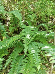 Blechnum hastatum