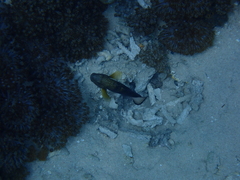 Amblygobius phalaena