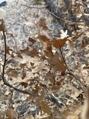 Quercus gambelii