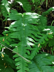 Blechnum hastatum