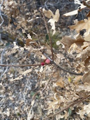 Quercus gambelii