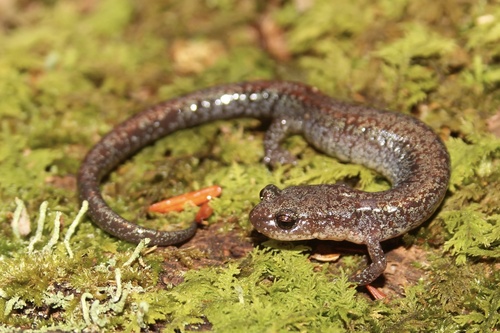 Big Levels Salamander