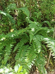 Blechnum hastatum