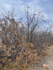 Quercus gambelii
