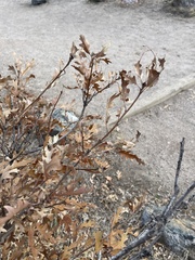 Quercus gambelii